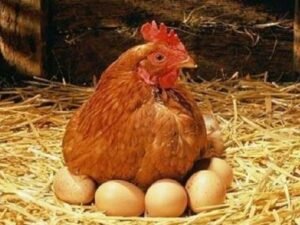 ¿Cuánto tiempo se tarda una gallina en poner un huevo?