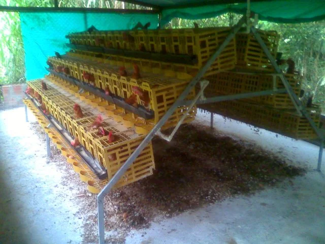 venta-de-jaulas-para-gallinas-ponedora-en-colombia