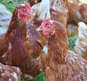 por qué se enferman las gallinas ponedoras