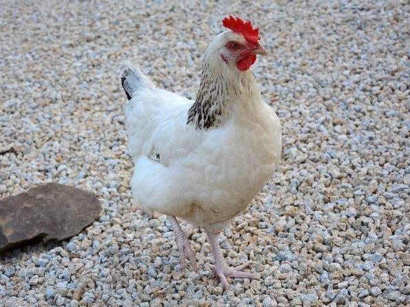 ¿Por qué las gallinas ponen un huevo cada día?