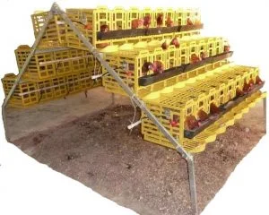 galpones para gallinas