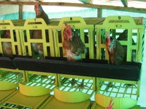 obtención de huevos con nidal para gallina ponedora