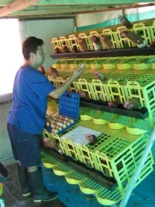 PROYECTO DE GALLINA DE POSTURA