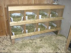 nidos de madera para aves ponedoras