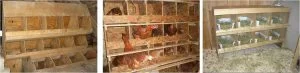 nidos de madera gallinas