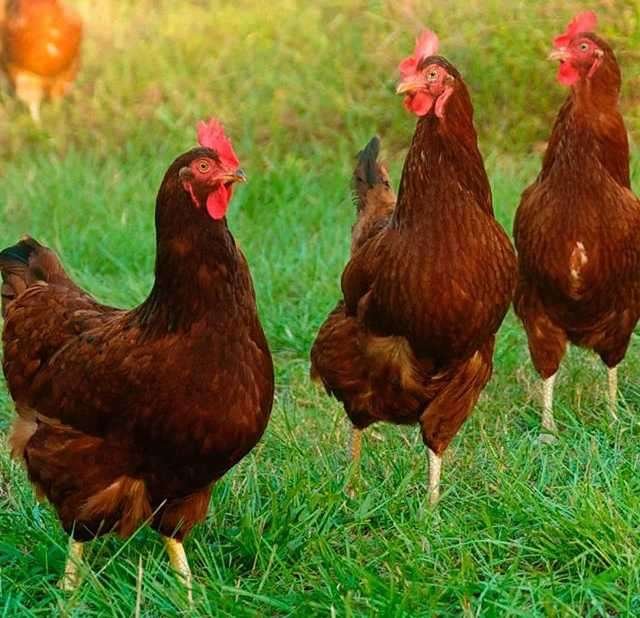 ¿Cuántos huevos pone una gallina ponedora en un día?